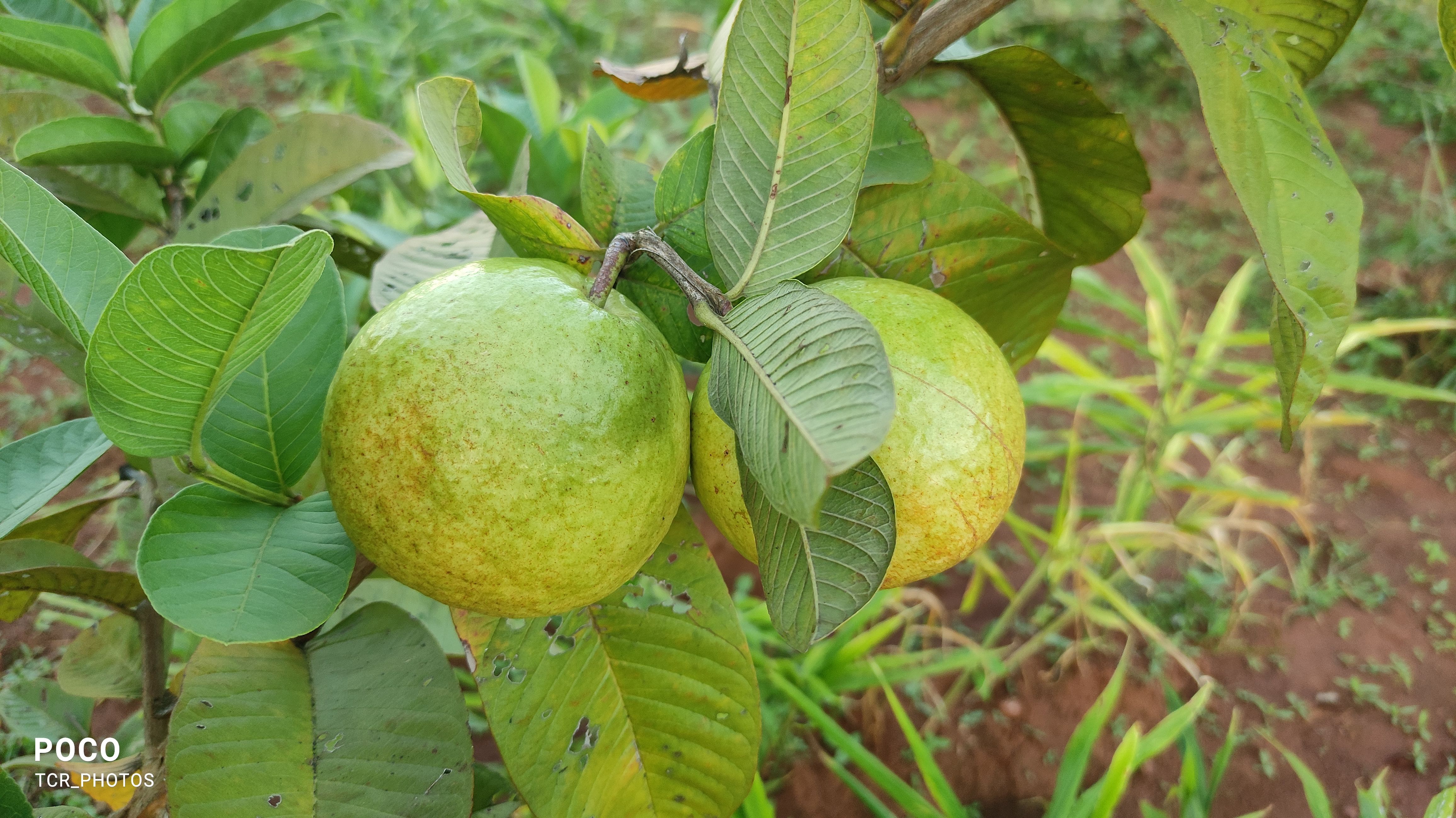 Guava