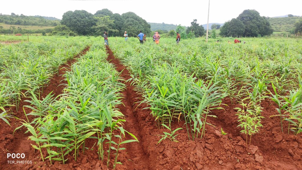 Ginger Cultivation