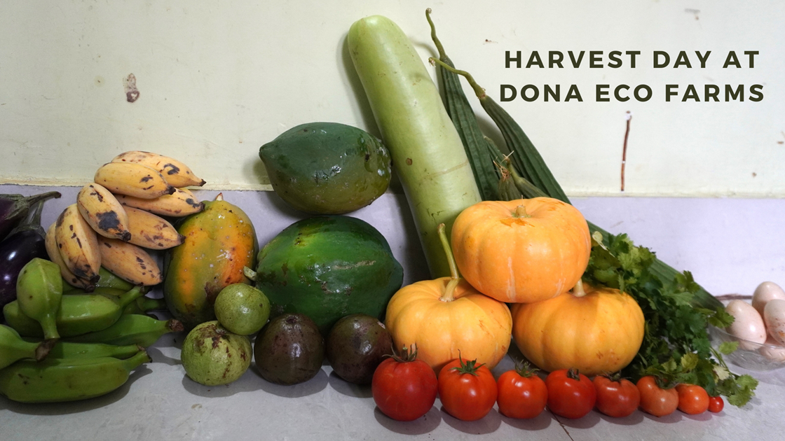 Harvest Day at Dona Eco Farms