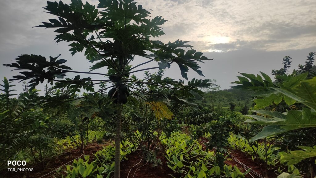 Intercropping of Turmeric