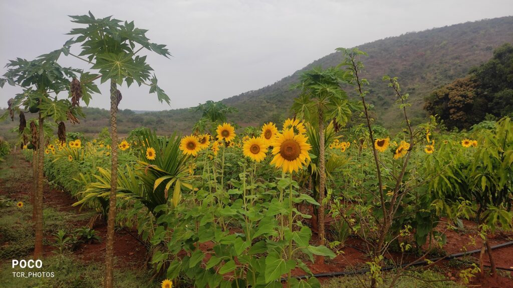 Sunflower Natural Farming