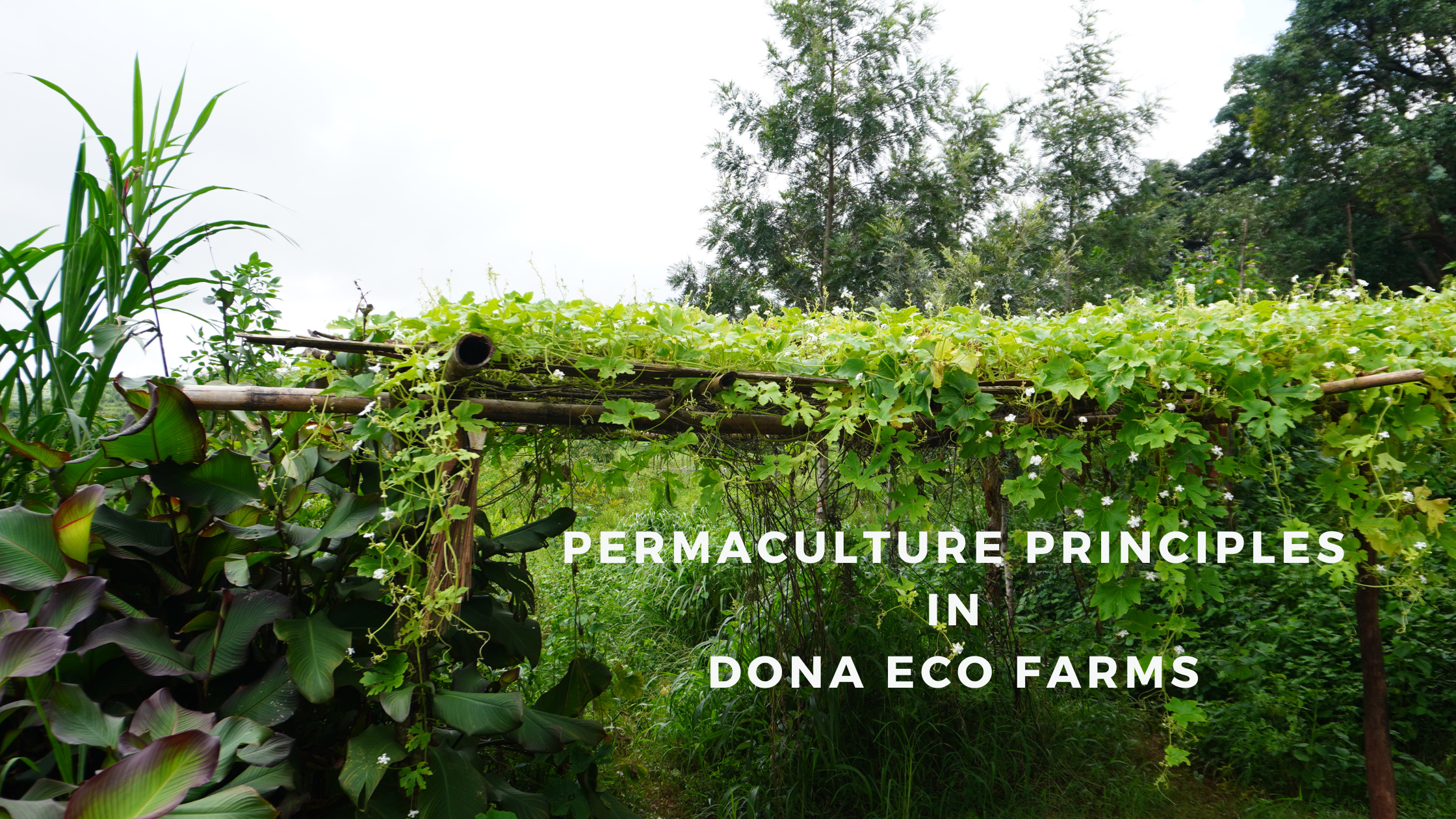 Permaculture Principles in Doca Eco Farms