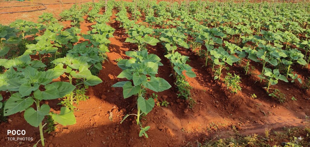 Sunflower Cultivation