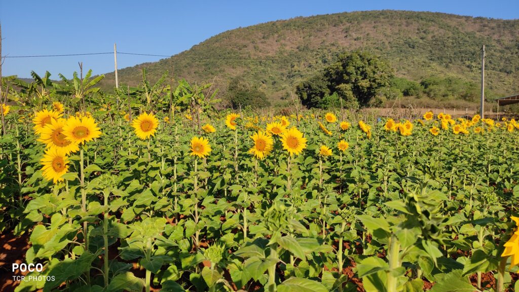 Sunflower Cultivation