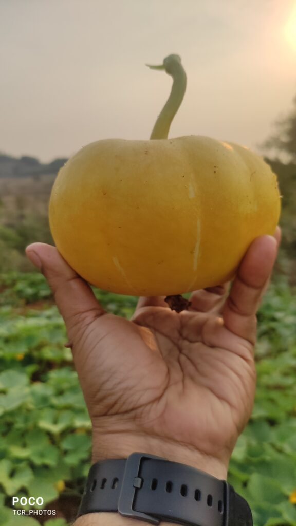 Yellow Pumpkin