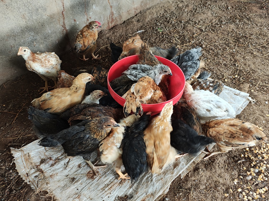 Chickens at Dona Eco Farms