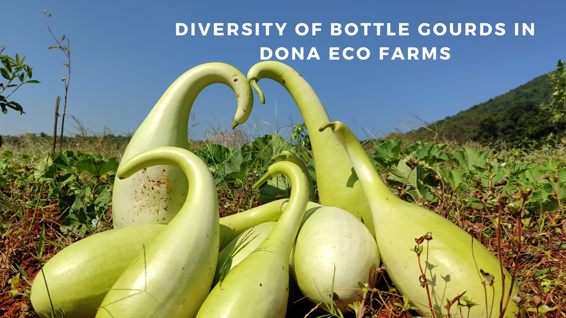 Diversity of Bottle Gourds