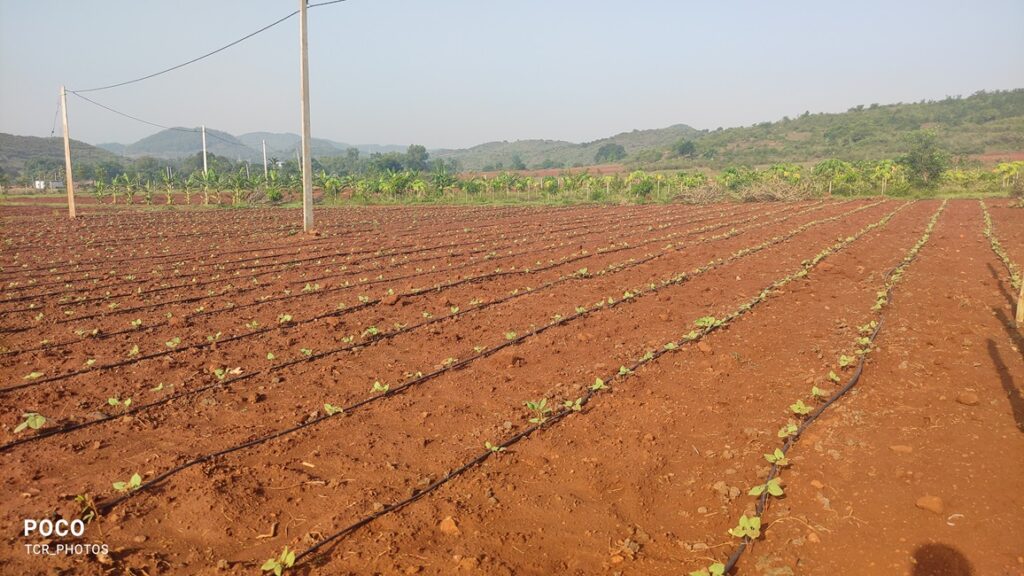 Drip Irrigation