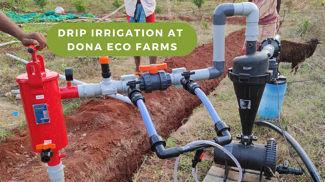 Drip Irrigation at Dona Eco Farms