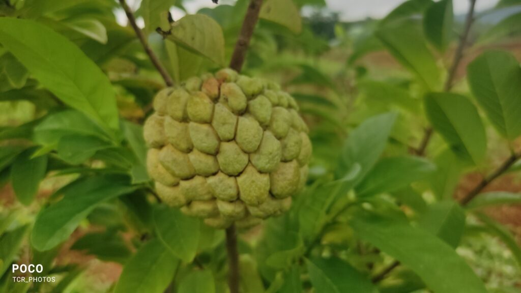 Custard Apple