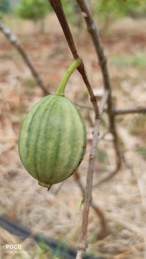 Variegated guava