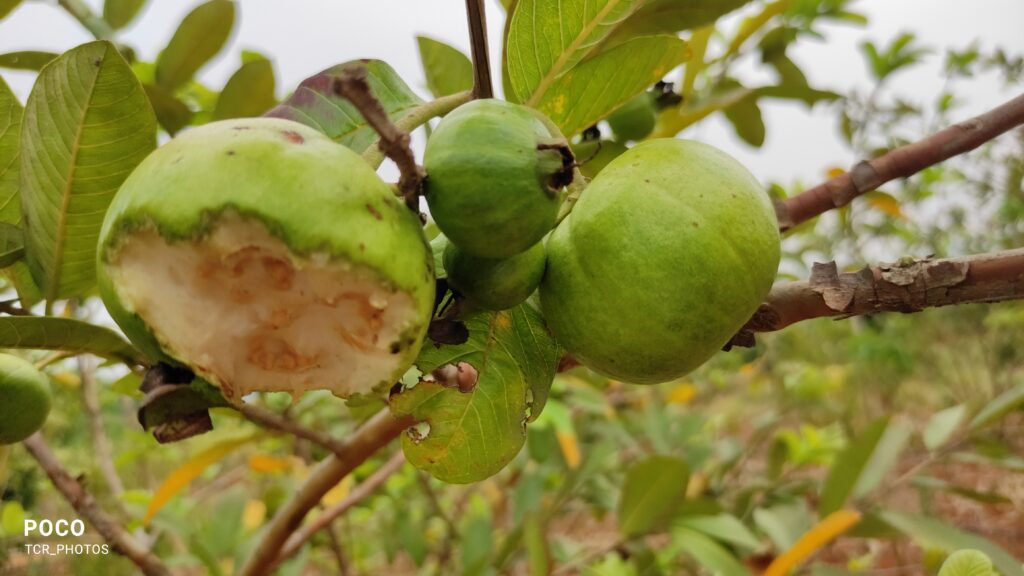 guavas enjoyed by birds