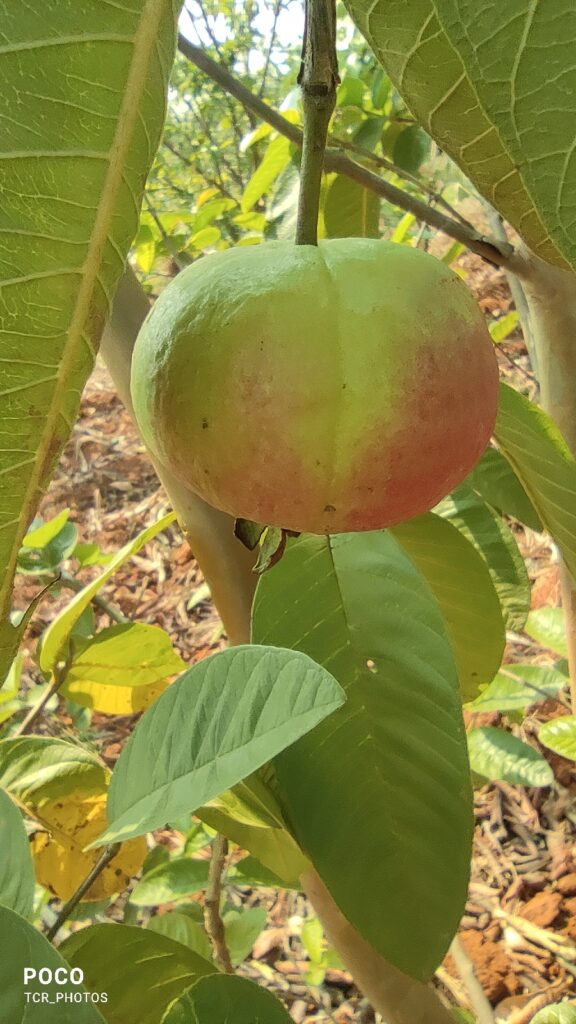 Varieties of guava