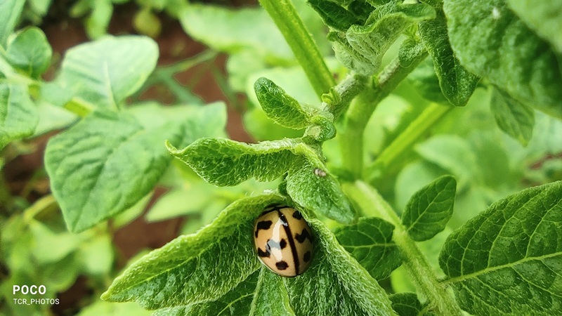 Ladybird Beetle in Potato Cultivation