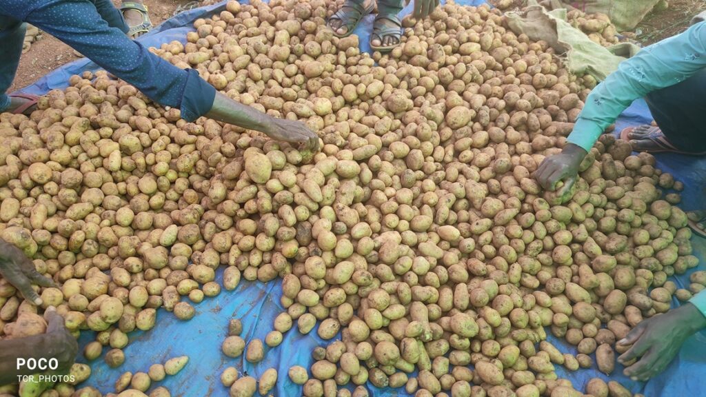 Local vendors sorting the potatoes