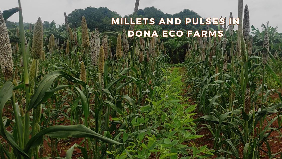 Millets and Pulses