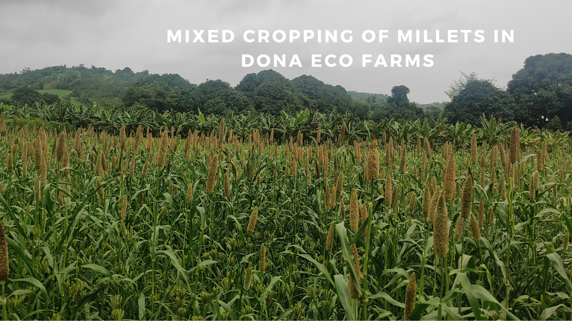 Mixed Cropping of Millets