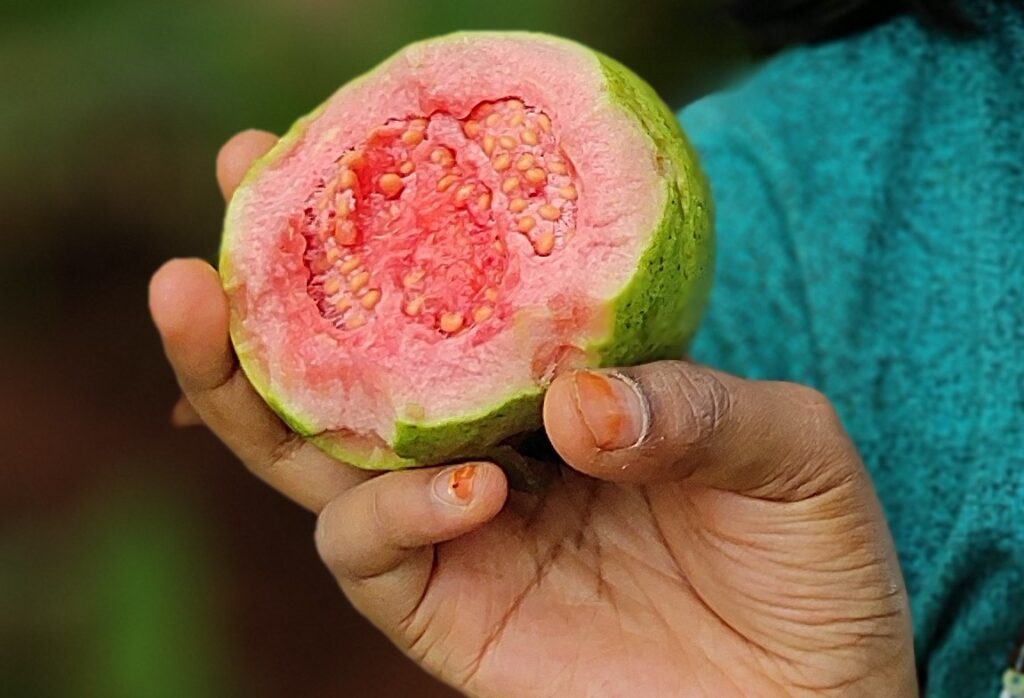 Varieties of Guava