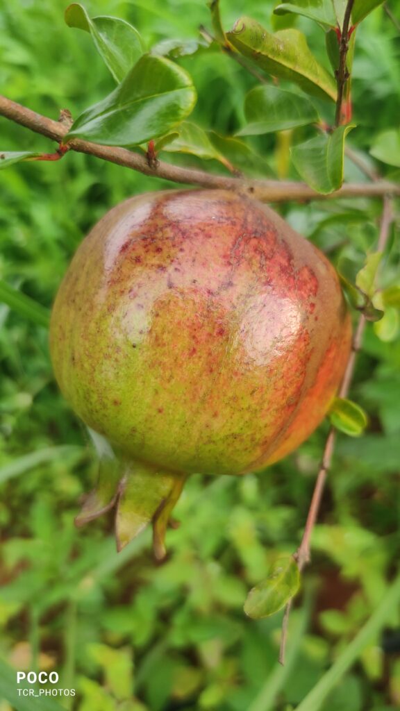 pomegranate