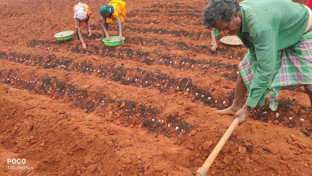 Planting of Potatoes