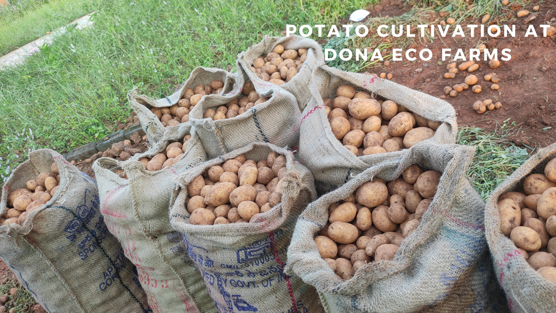 Potato Cultivation