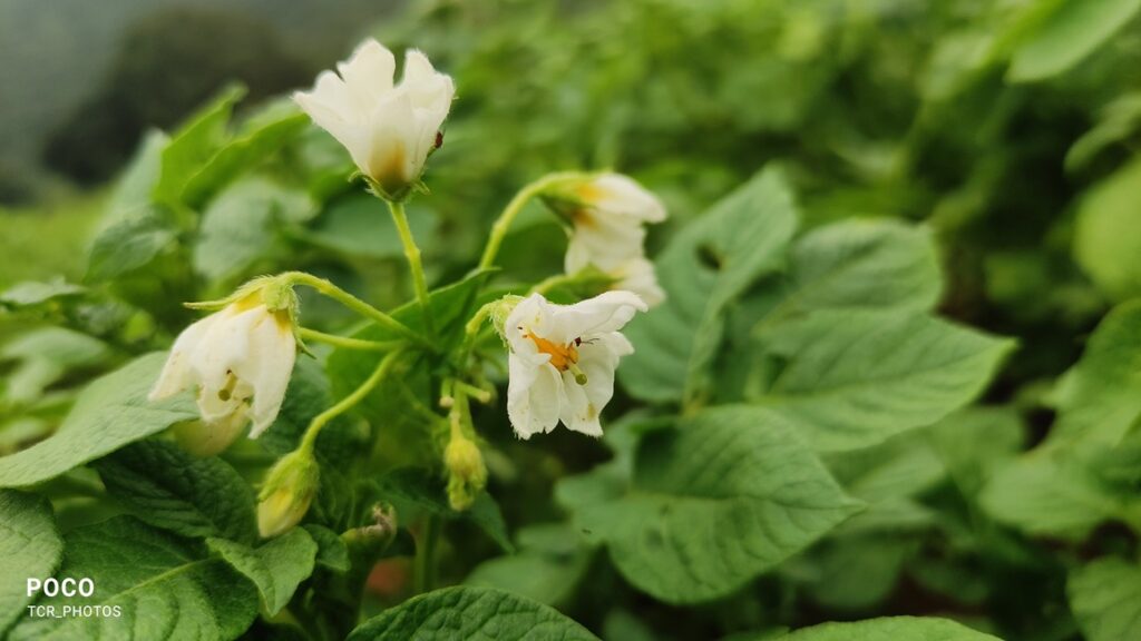 Potato Cultivation