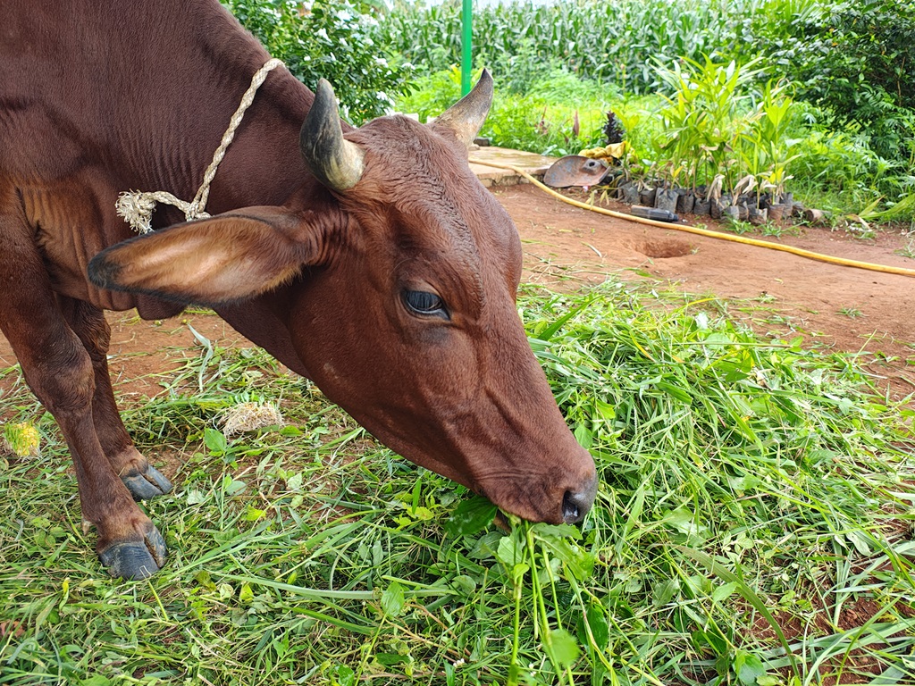 Role of Livestock in Sustainable Farming