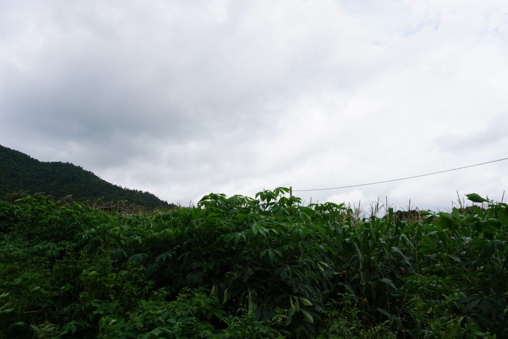 Tapioca plant 