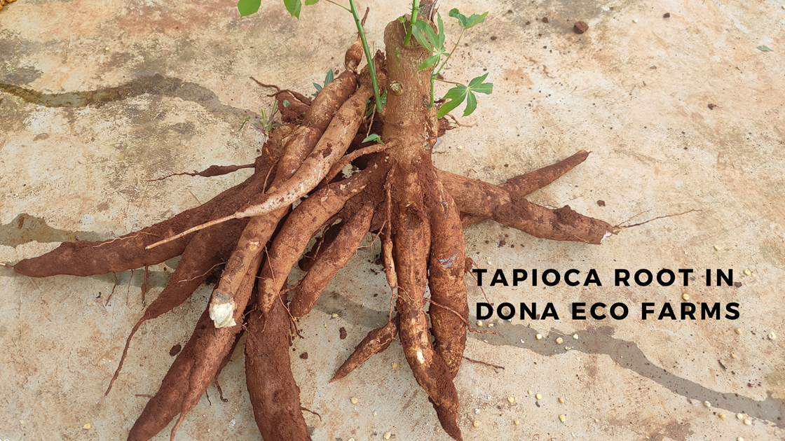 Tapioca Root