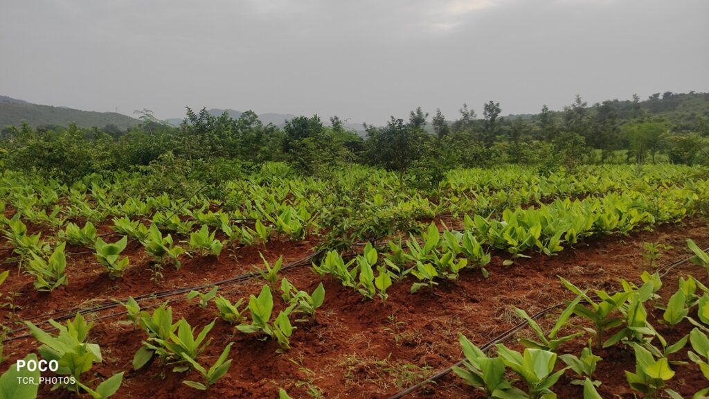 Turmeric Cultivation