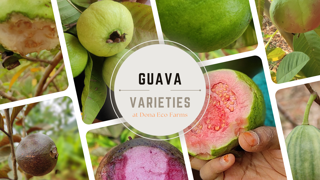 Varieties of Guava