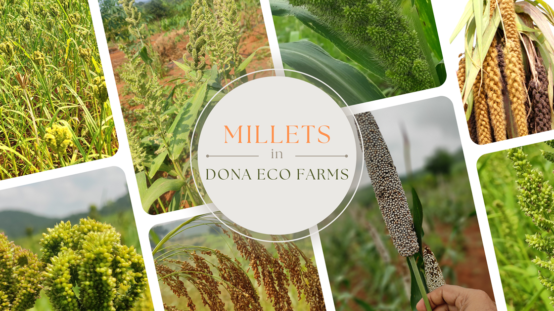 Why we chose Millets